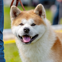 FundoFotoCarossel-Akita2