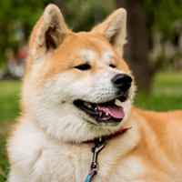 FundoFotoCarossel-Akita3