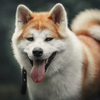 FundoFotoCarossel-Akita4