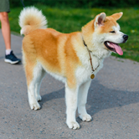 FundoFotoCarossel-Akita5