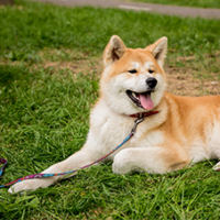 FundoFotoCarossel-Akita6