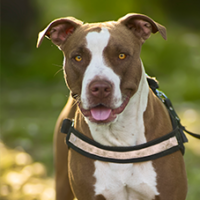 FundoFotoCarossel-AmericanStaffordshire1