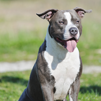 FundoFotoCarossel-AmericanStaffordshire2