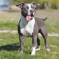FundoFotoCarossel-AmericanStaffordshire3