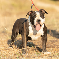 FundoFotoCarossel-AmericanStaffordshire4