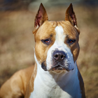 FundoFotoCarossel-AmericanStaffordshire5