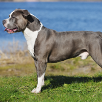 FundoFotoCarossel-AmericanStaffordshire6