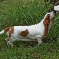 FundoFotoCarossel-Basset1