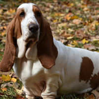 FundoFotoCarossel-Basset2