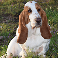 FundoFotoCarossel-Basset3