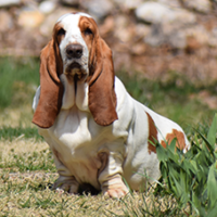 FundoFotoCarossel-Basset4