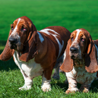 FundoFotoCarossel-Basset5
