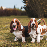 FundoFotoCarossel-Basset6