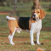 FundoFotoCarossel-Beagle1