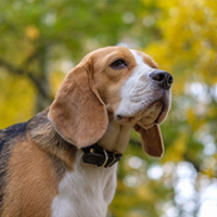 FundoFotoCarossel-Beagle2