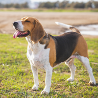FundoFotoCarossel-Beagle3