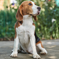 FundoFotoCarossel-Beagle4