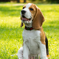 FundoFotoCarossel-Beagle5