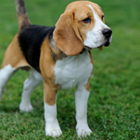 FundoFotoCarossel-Beagle6