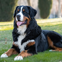 FundoFotoCarossel-Bernese1