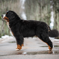 FundoFotoCarossel-Bernese2