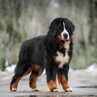 FundoFotoCarossel-Bernese4