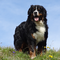 FundoFotoCarossel-Bernese5