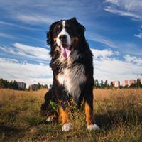 FundoFotoCarossel-Bernese6