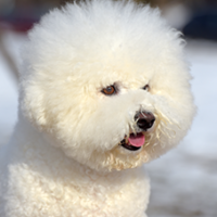 FundoFotoCarossel-Bichon1