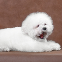 FundoFotoCarossel-Bichon2