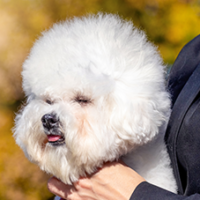 FundoFotoCarossel-Bichon3