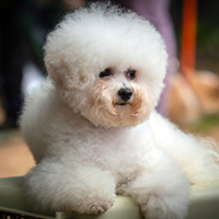 FundoFotoCarossel-Bichon4