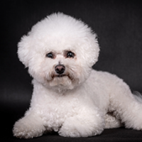 FundoFotoCarossel-Bichon5