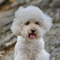 FundoFotoCarossel-Bichon6