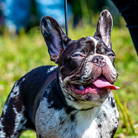 FundoFotoCarossel-BostonTerrier1