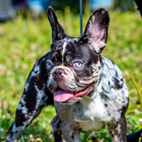 FundoFotoCarossel-BostonTerrier2