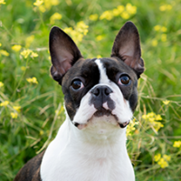 FundoFotoCarossel-BostonTerrier3