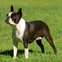 FundoFotoCarossel-BostonTerrier4
