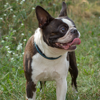FundoFotoCarossel-BostonTerrier5