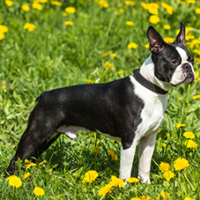 FundoFotoCarossel-BostonTerrier6