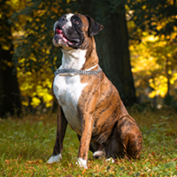 FundoFotoCarossel-Boxer1