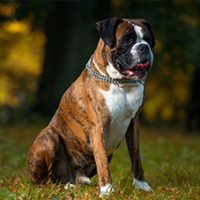 FundoFotoCarossel-Boxer2