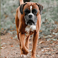 FundoFotoCarossel-Boxer3