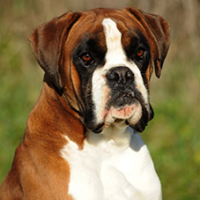 FundoFotoCarossel-Boxer4
