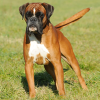 FundoFotoCarossel-Boxer5