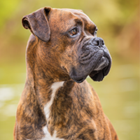 FundoFotoCarossel-Boxer6