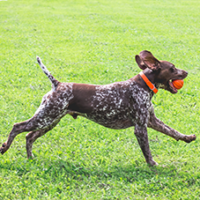 FundoFotoCarossel-Braco4