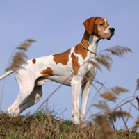 FundoFotoCarossel-Braco5