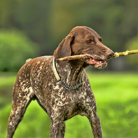 FundoFotoCarossel-Braco6