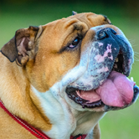 FundoFotoCarossel-Buldogue1
